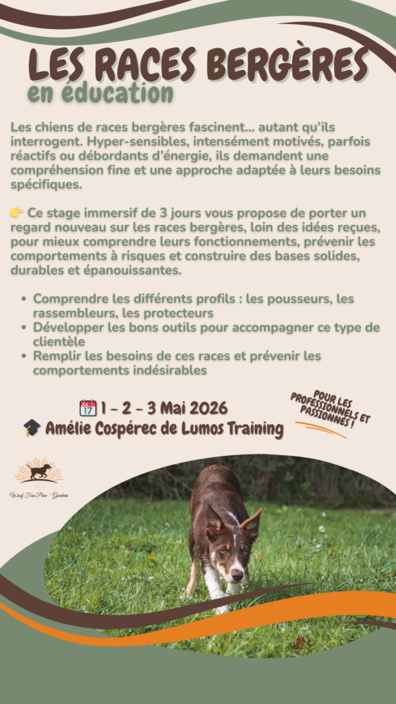 Stage les races bergères avec Amelie Cospérec de Lumos Training