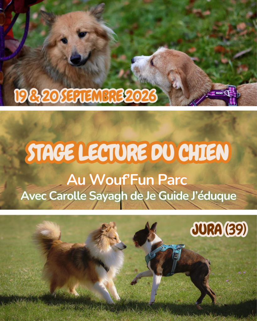 Stage Lecture du chien, langage canin & communication