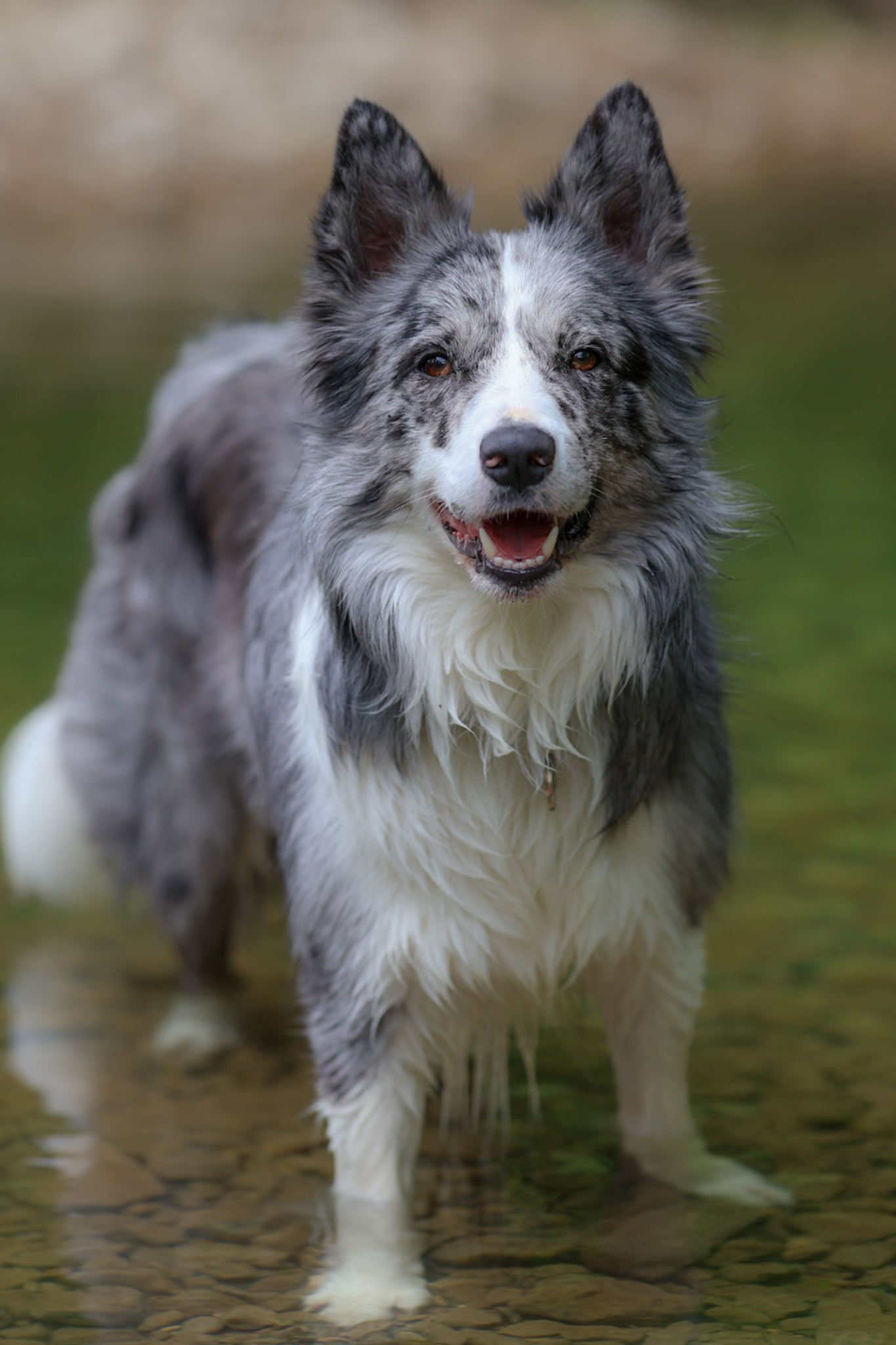 Photographe canin jura