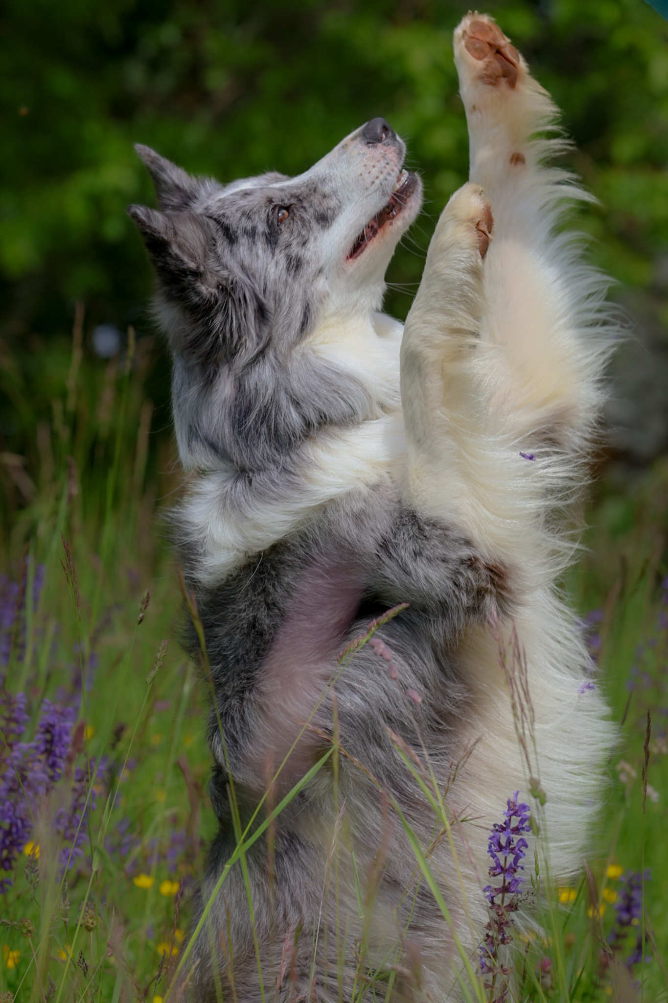 Shooting Photo chien dans le Jura