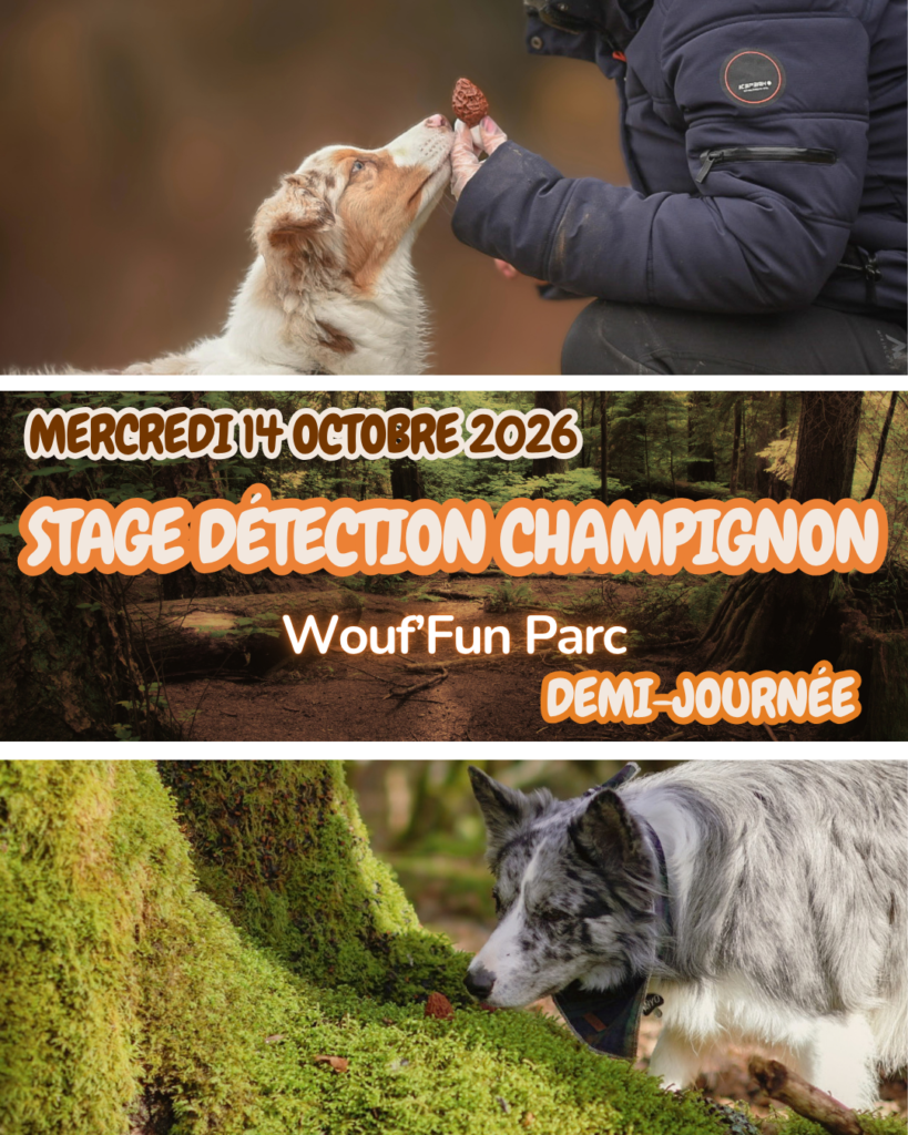 Stage Détection de champignons