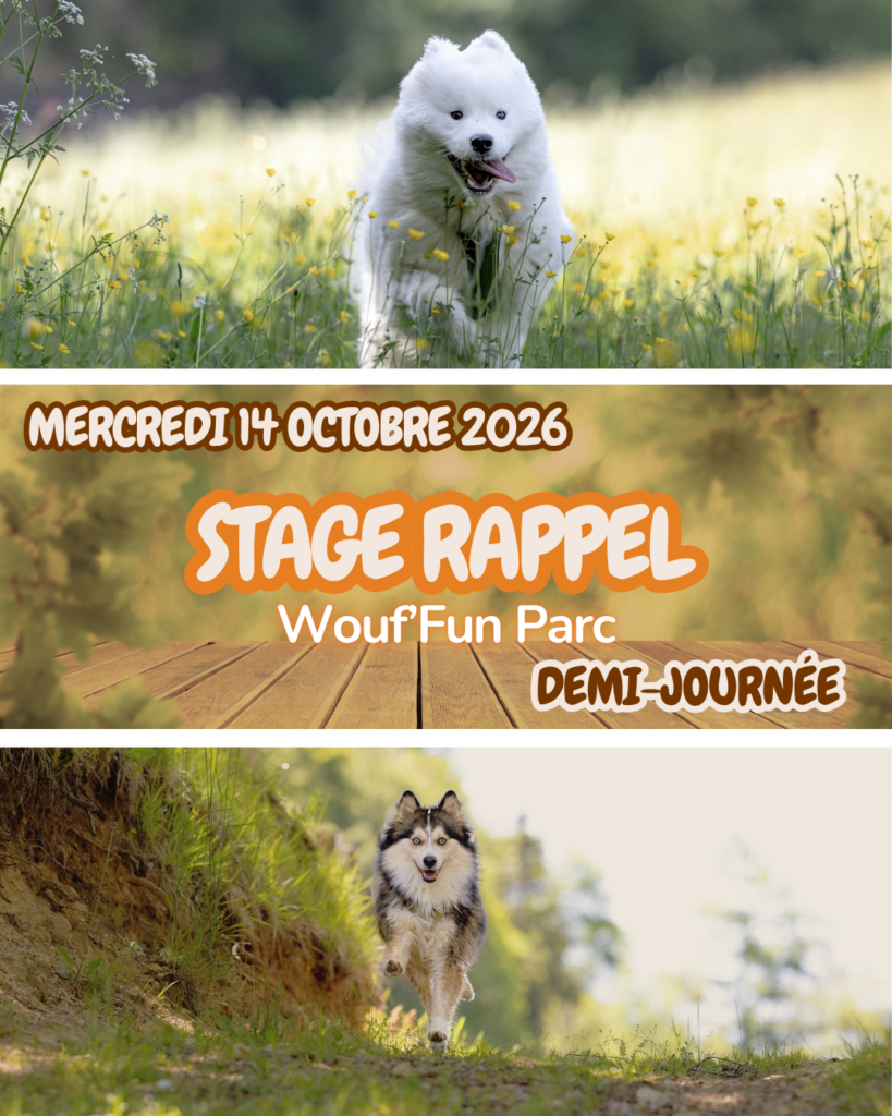Stage Canin - Apprentissage du Rappel