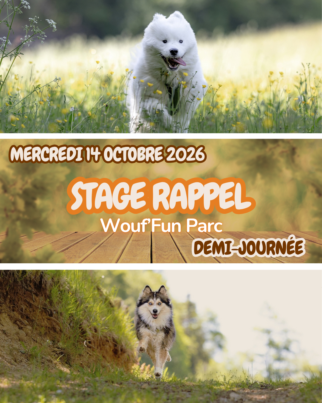 Stage Canin - Apprentissage du Rappel