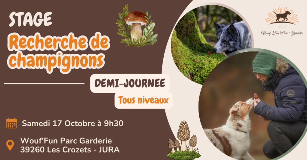 Stage recherche de champignons