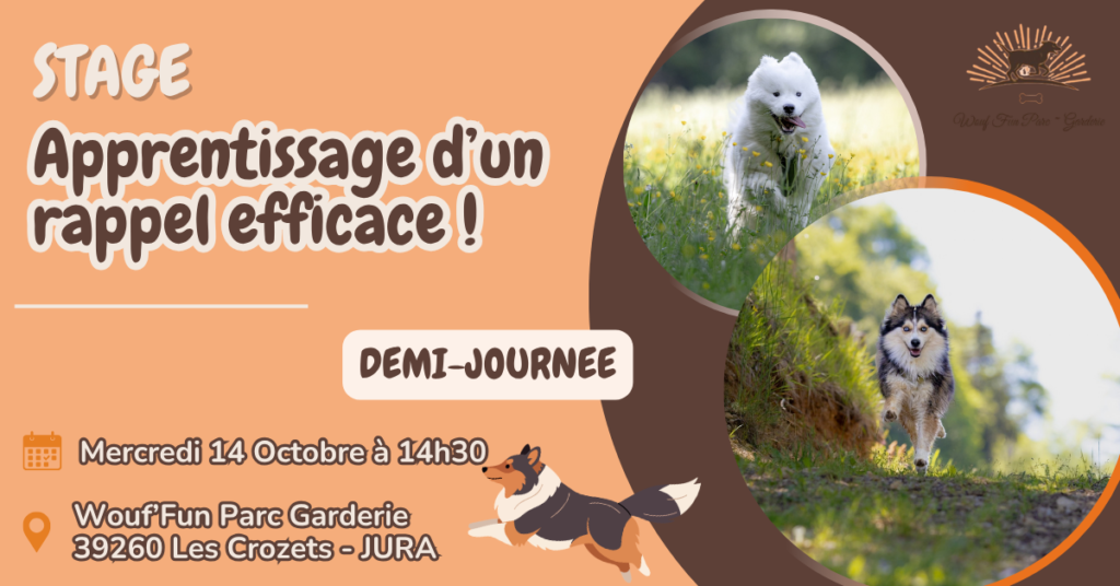 Stage Rappel Canin