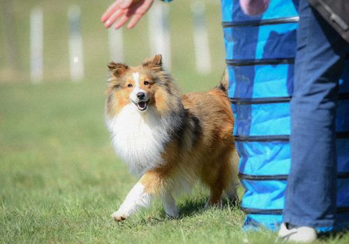 Hoopers Jura Chien