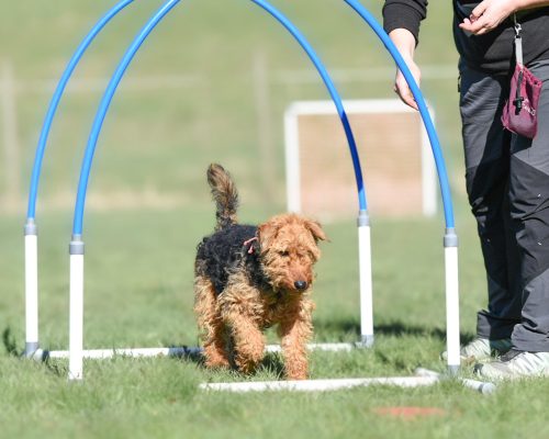 Hoopers Loisir canin Jura