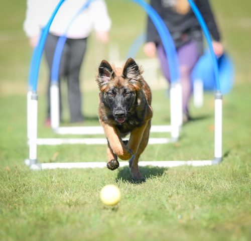 Hoopers chien jura