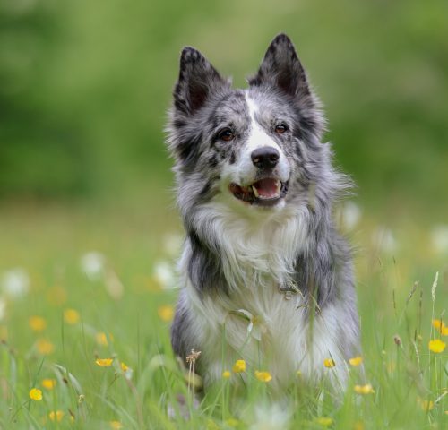 Photographie Canine Jura